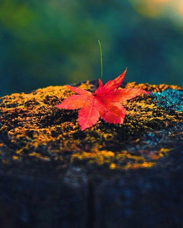 Листья макро