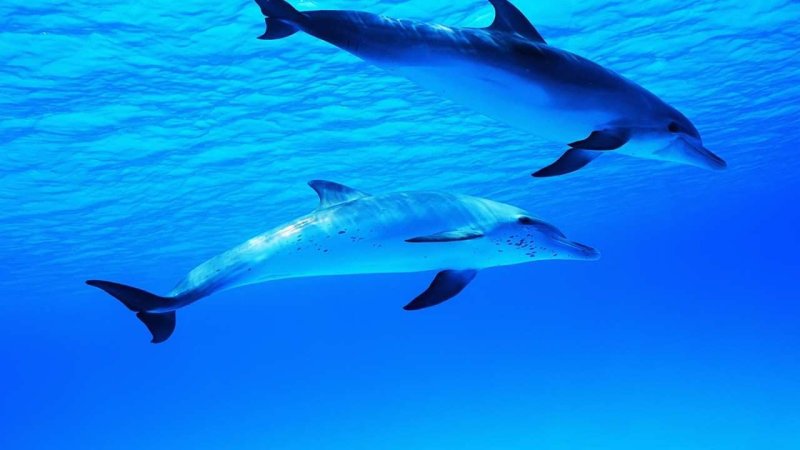 Дельфины плывут