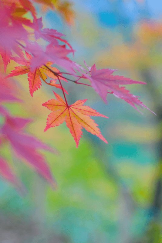 Красивые листы яркие