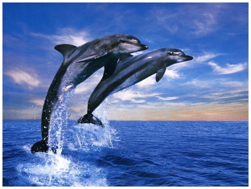 Красивые дельфины