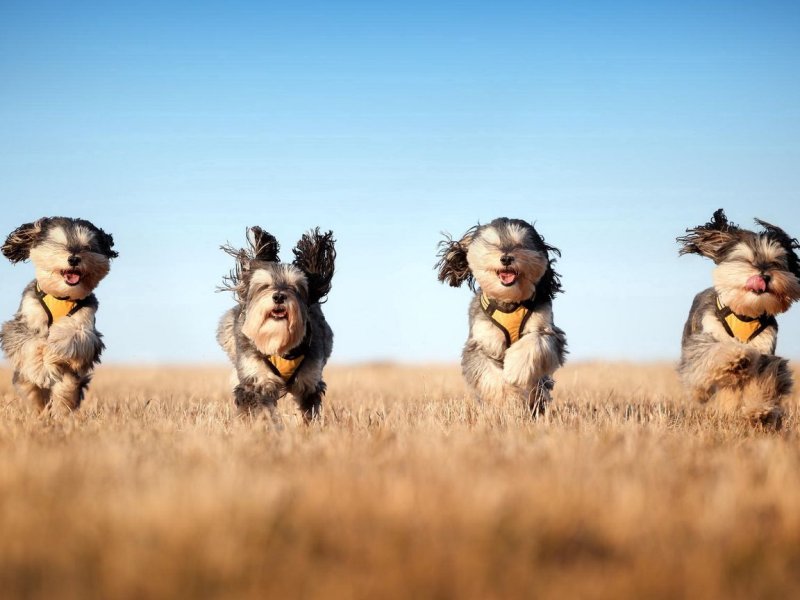 Смешные заставки на рабочий стол