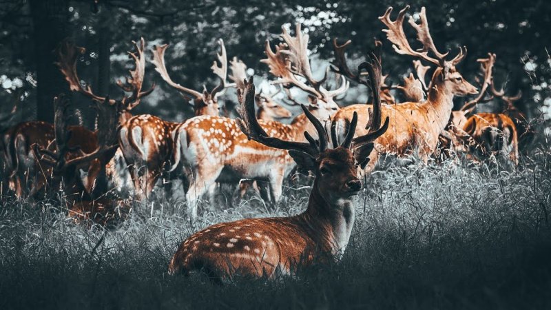 Олень зимой