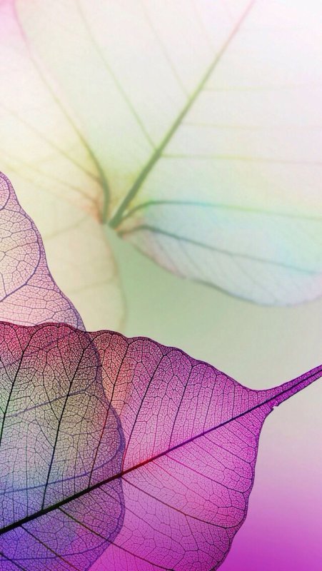 Красивые листья