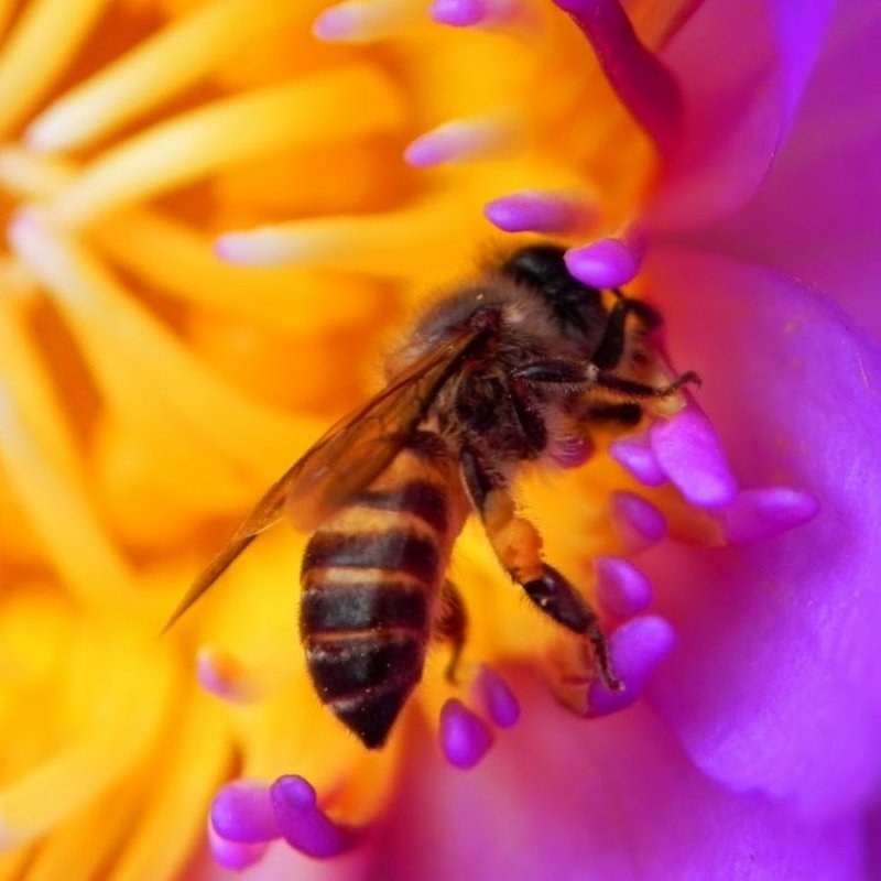 Пчелы в природе