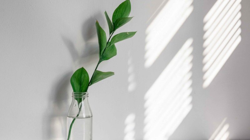 Зелень Минимализм