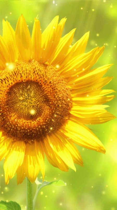 Подсолнух и солнце фон