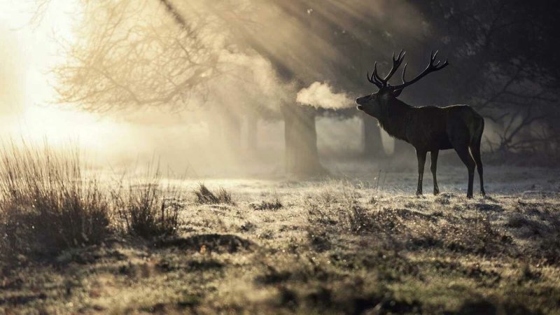 Красивый олень