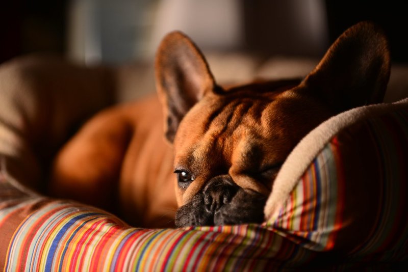 Французский бульдог