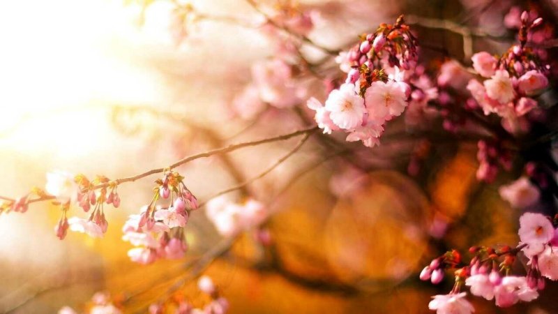 Весна Сакура