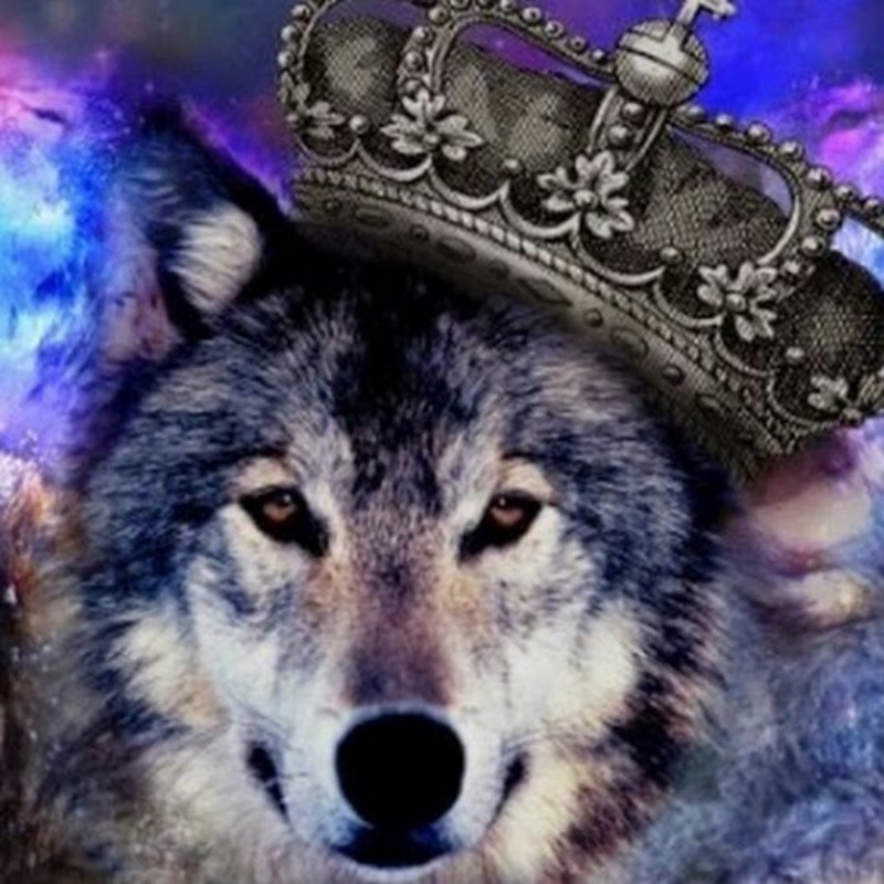 Изображение волка