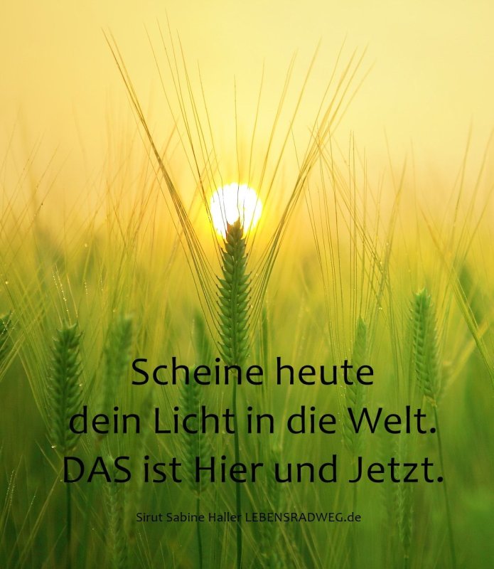 Колосья на рассвете