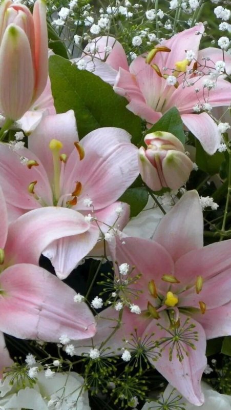 Пионовидные лилии