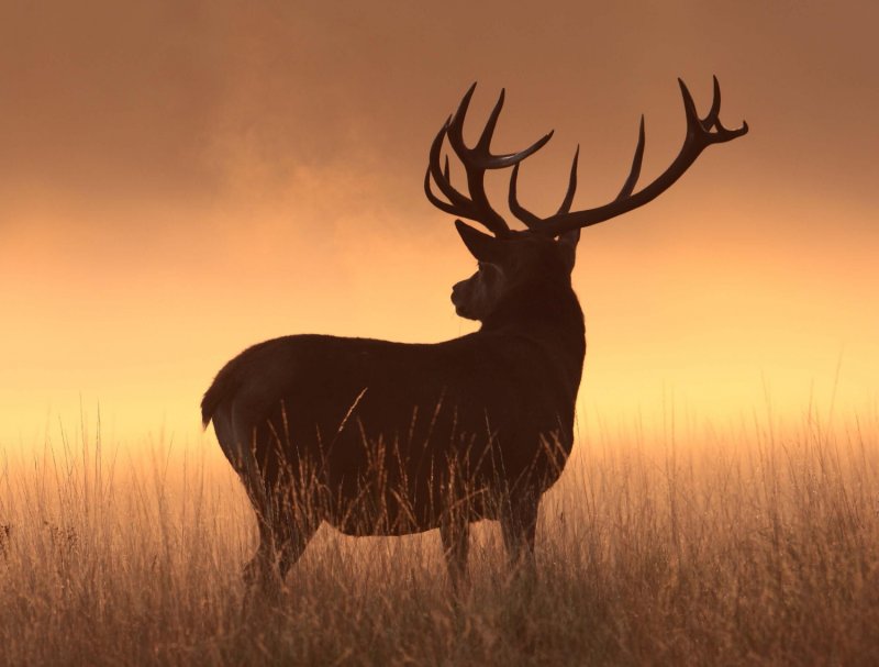 Дикие животные олень