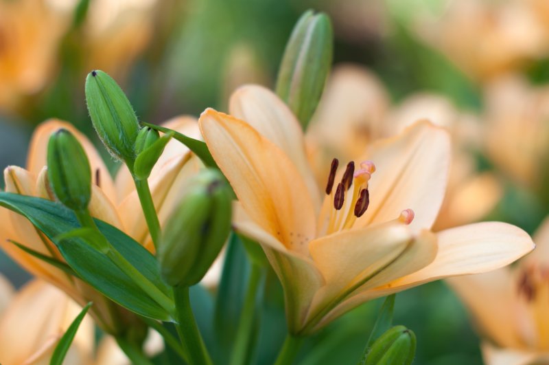 Красивые лилии