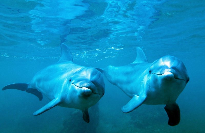 Дельфин Афалина Черноморская