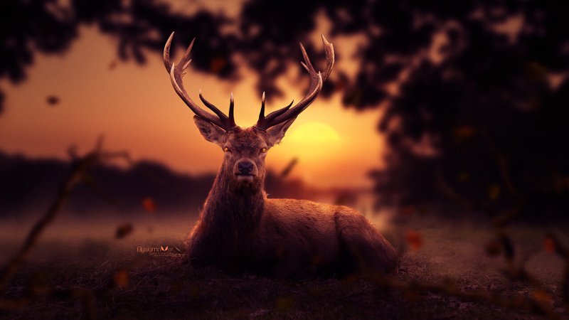 Олень в лесу