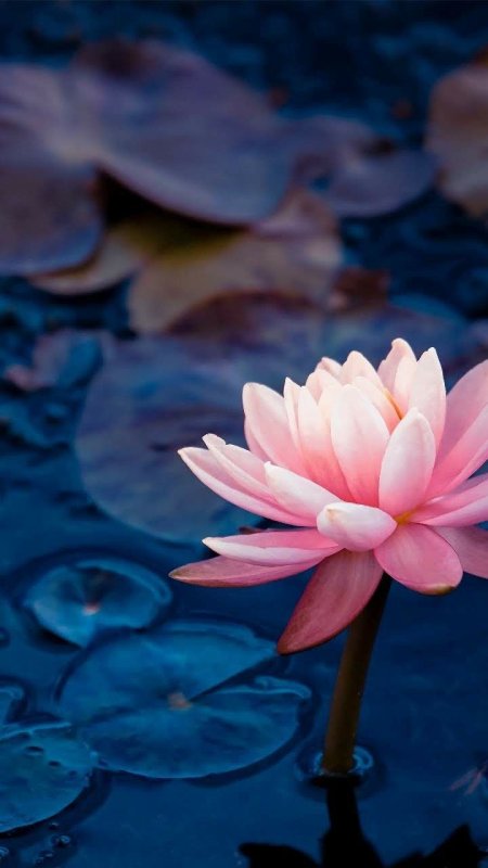 Лотос на заставку