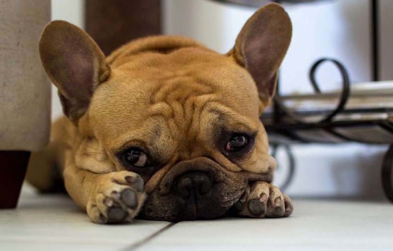 Французский бульдог рыжий