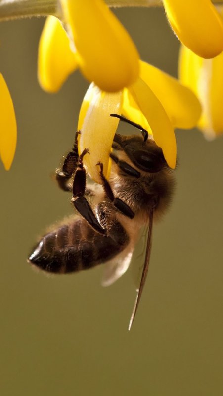 Пчела заставка на телефон