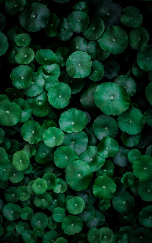 Зеленая заставка