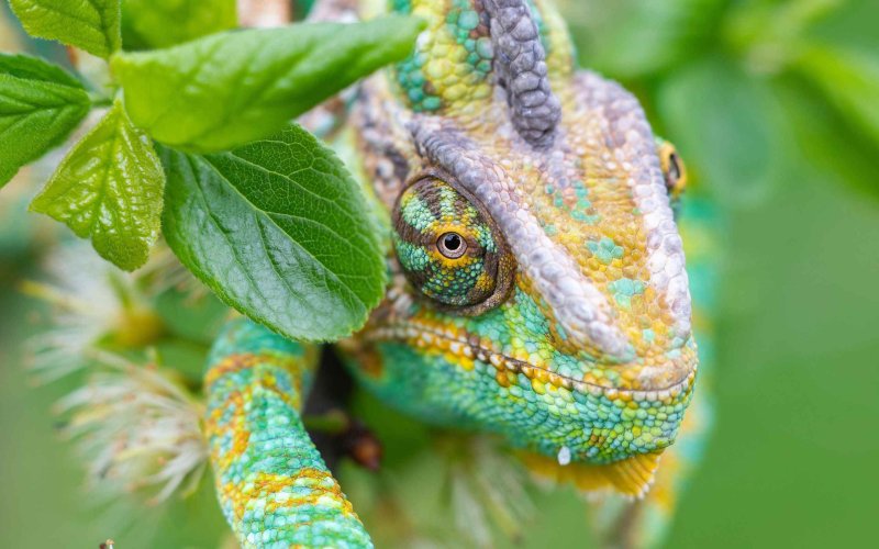 Красочный хамелеон