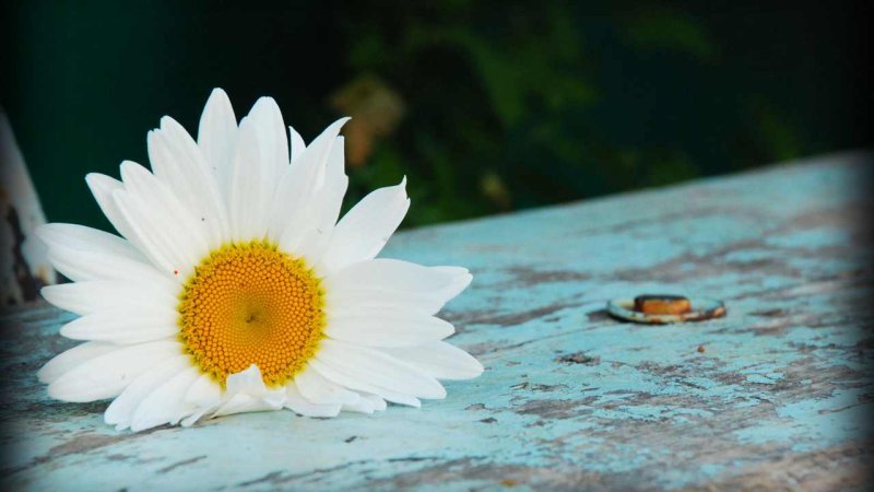 Картинки на рабочий стол ромашки