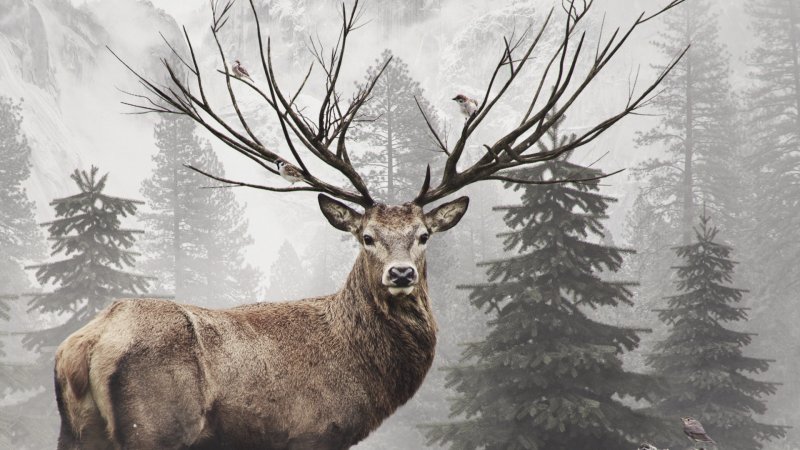 Олень в лесу