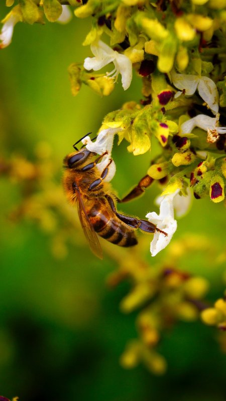 Пчела Макросъемка