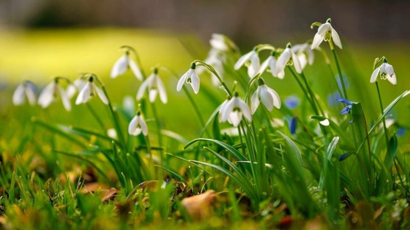 Весна подснежники