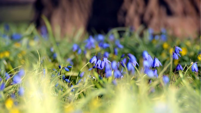 Пролеска Лесная