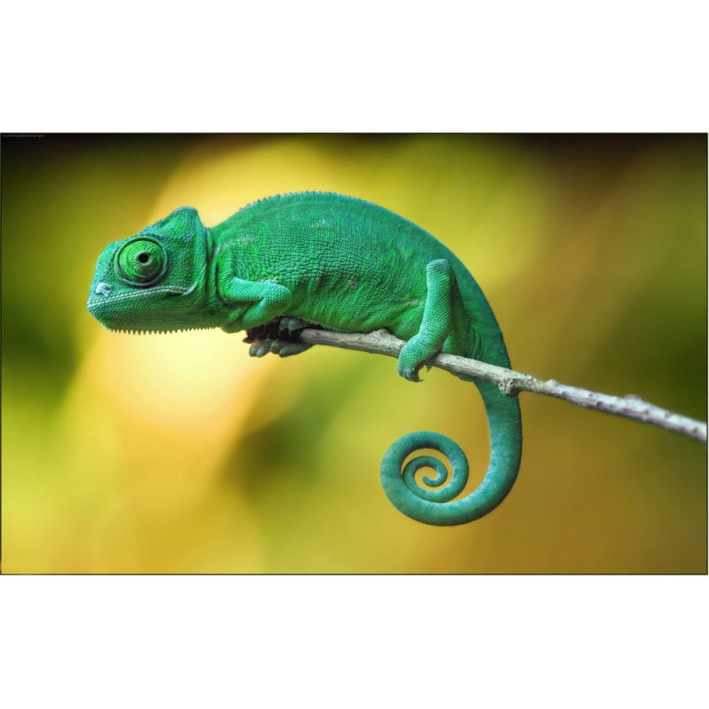 Ящерица хамелеон йеменский