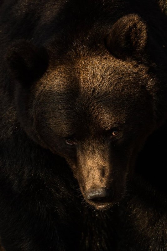 Медведь на заставку