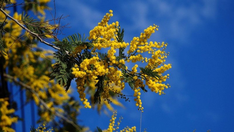 Серебристая Акация Абхазия