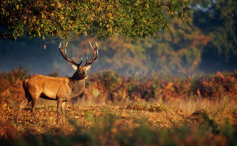 Природа и животные