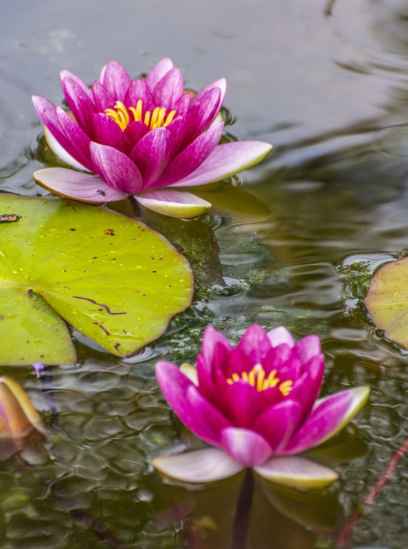 Цветы у водоема