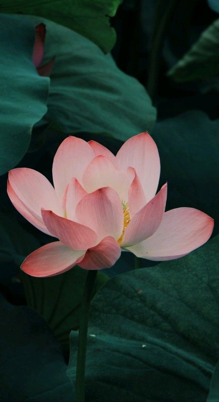 Священный Лотос