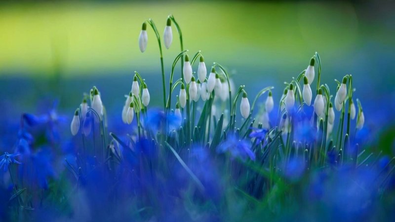 Подснежники синие