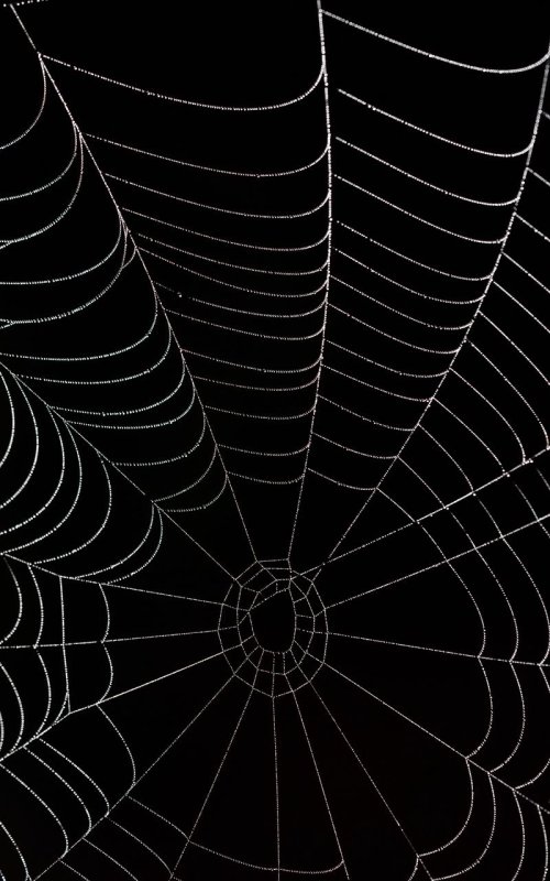 Паук на паутине