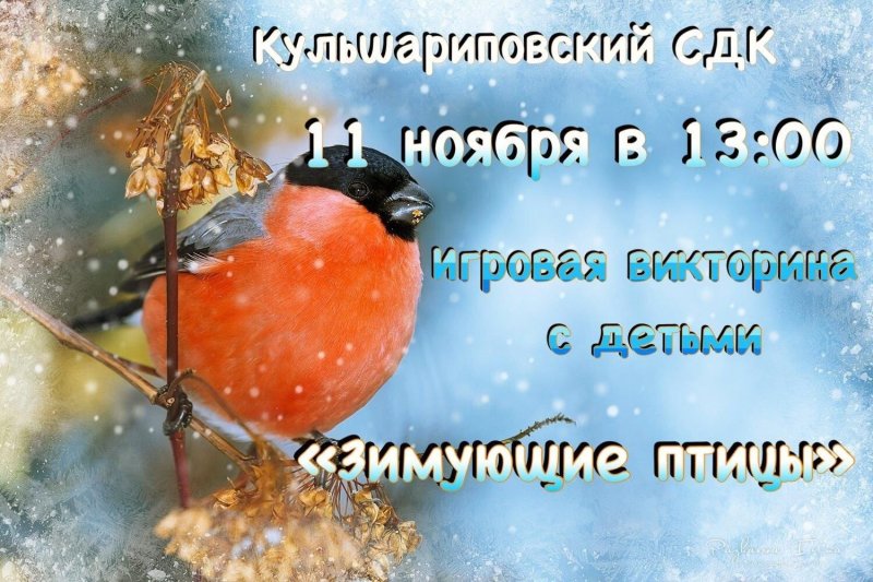 Снегири зимой