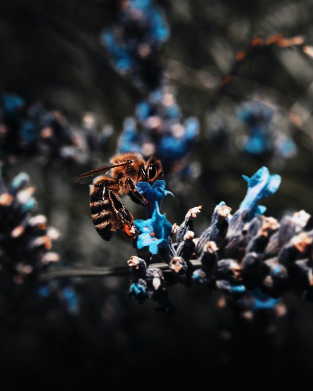 Пчела на заставку