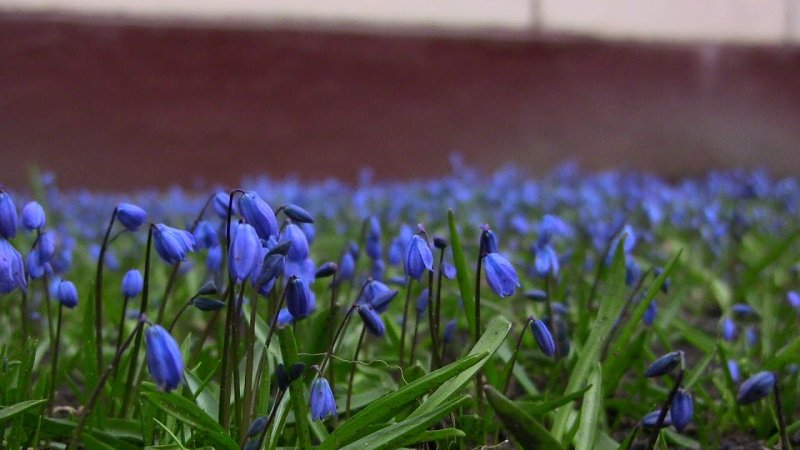 Подснежник Пролисок