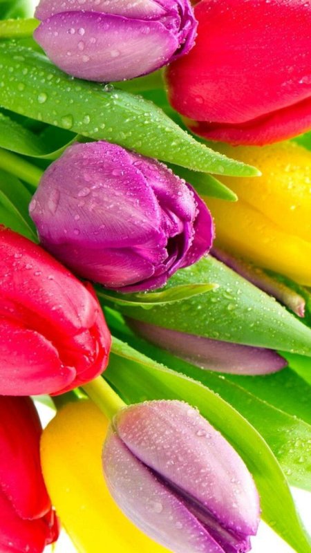 Весенние тюльпаны