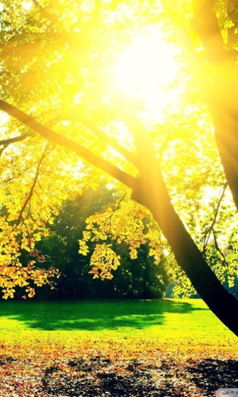 Природа солнце