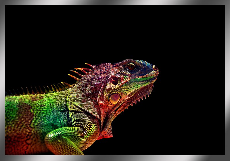 Ящерица хамелеон йеменский