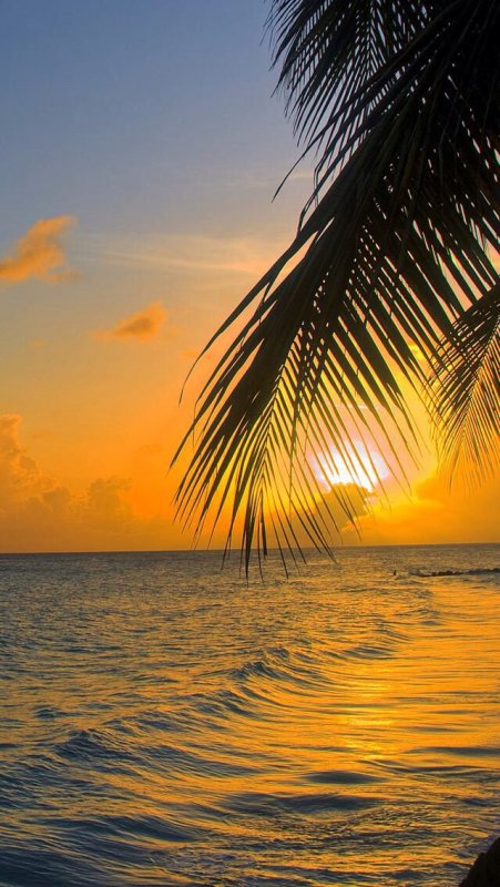 Пляж рассвет пальмы