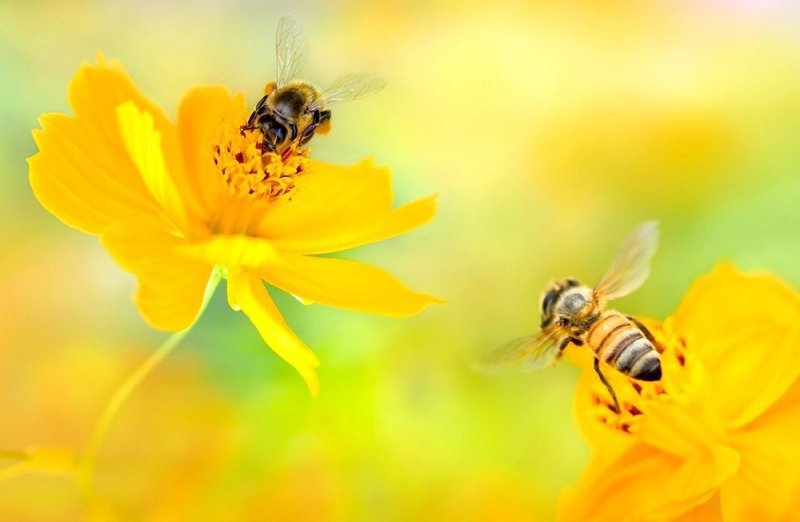 Пчелки на цветах