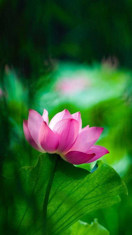 Зеленый цветок лотоса