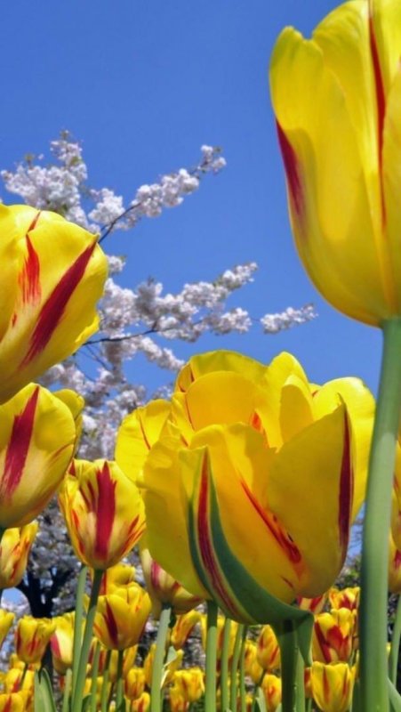 Тюльпаны разноцветные