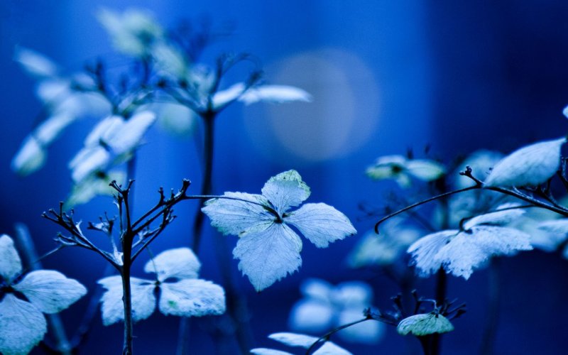 Фон в голубых тонах