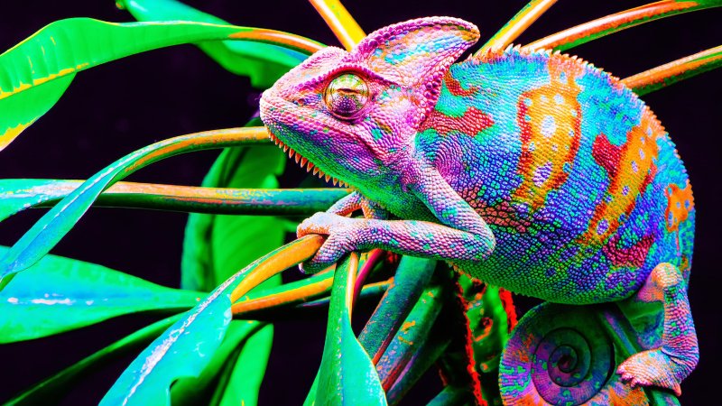 Пантеровый хамелеон